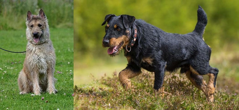 Jagdterrier vs Belgian Shepherd Dog (Laekenois) - Breed Comparison