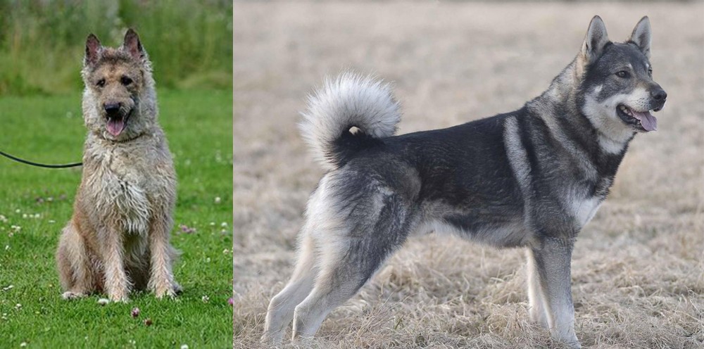 Jamthund vs Belgian Shepherd Dog (Laekenois) - Breed Comparison