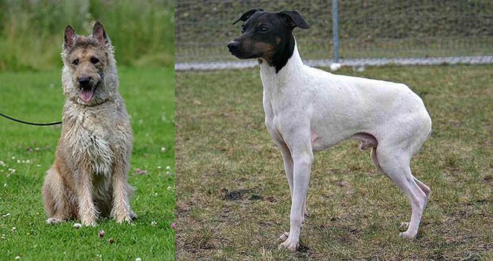 Japanese Terrier vs Belgian Shepherd Dog (Laekenois) - Breed Comparison