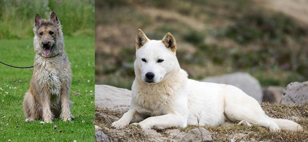 Jindo vs Belgian Shepherd Dog (Laekenois) - Breed Comparison