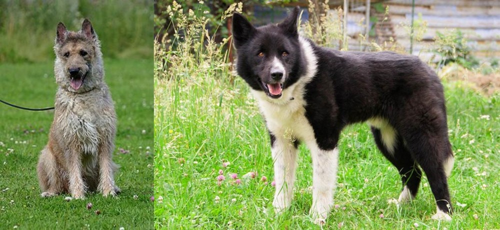 Karelian Bear Dog vs Belgian Shepherd Dog (Laekenois) - Breed Comparison