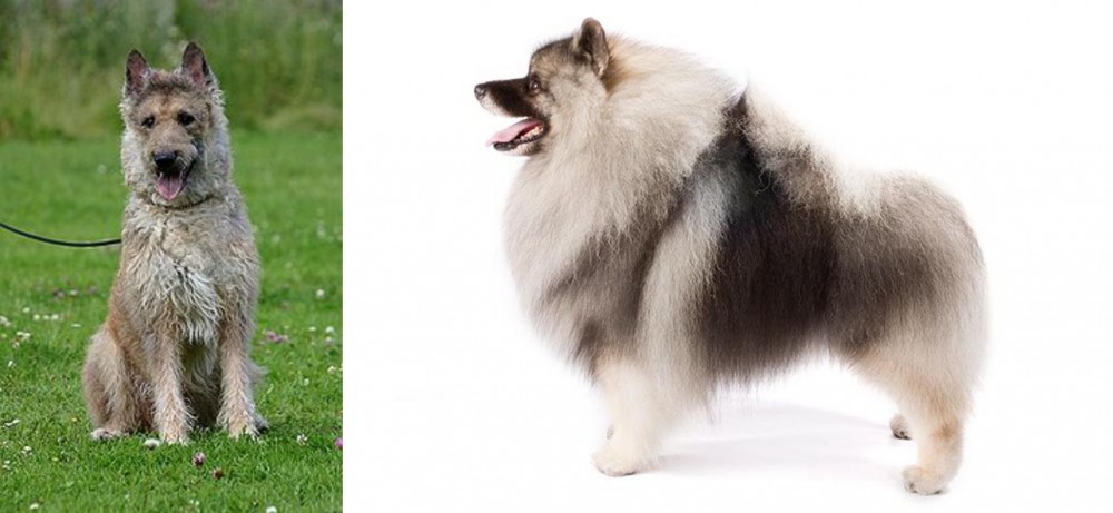 Keeshond vs Belgian Shepherd Dog (Laekenois) - Breed Comparison