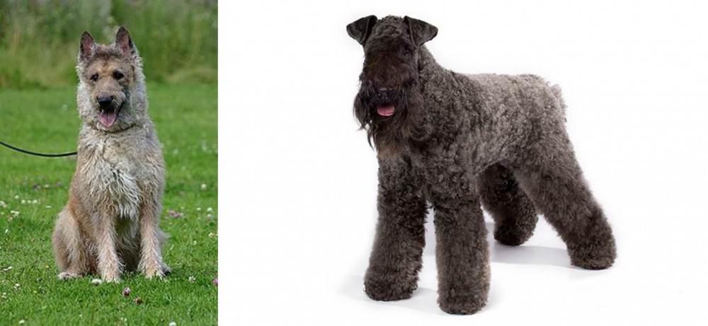 Kerry Blue Terrier vs Belgian Shepherd Dog (Laekenois) - Breed Comparison
