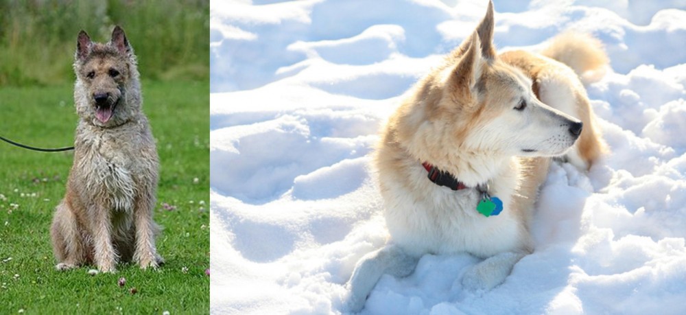 Labrador Husky vs Belgian Shepherd Dog (Laekenois) - Breed Comparison