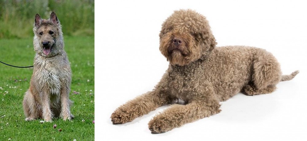 Lagotto Romagnolo vs Belgian Shepherd Dog (Laekenois) - Breed Comparison