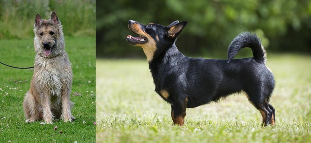 Lancashire Heeler vs Belgian Shepherd Dog (Laekenois) - Breed Comparison