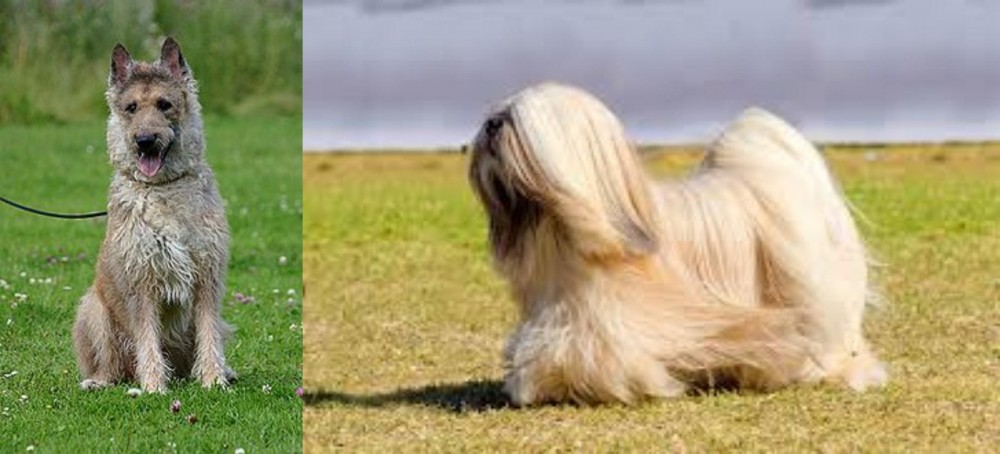 Lhasa Apso vs Belgian Shepherd Dog (Laekenois) - Breed Comparison