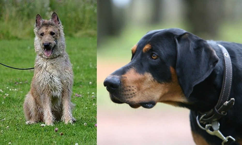 Lithuanian Hound vs Belgian Shepherd Dog (Laekenois) - Breed Comparison