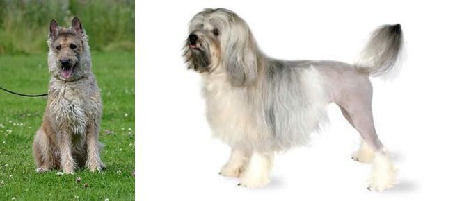 Lowchen vs Belgian Shepherd Dog (Laekenois) - Breed Comparison