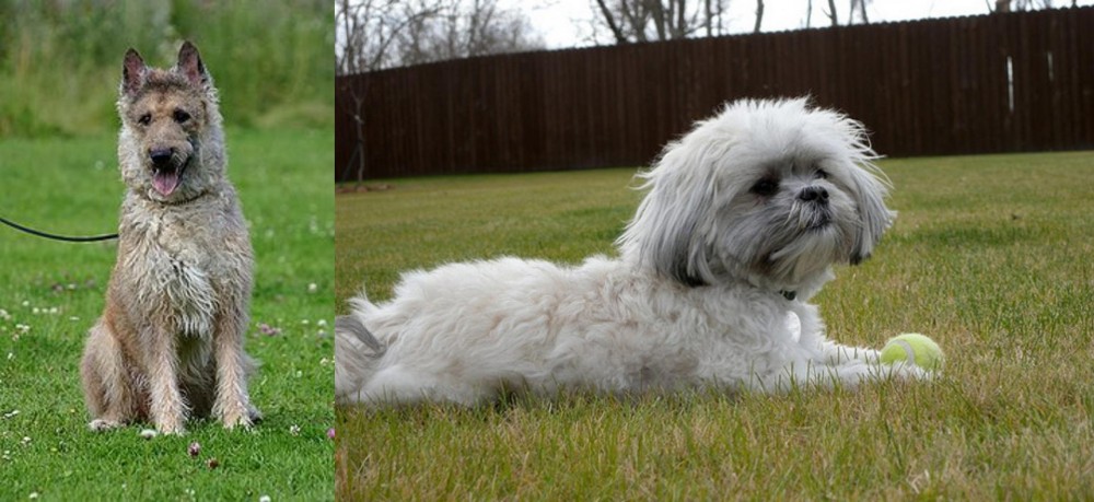 Mal-Shi vs Belgian Shepherd Dog (Laekenois) - Breed Comparison