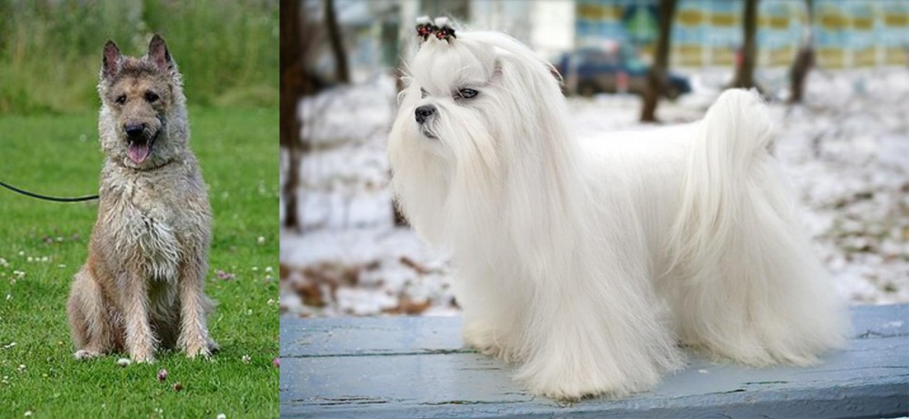 Maltese vs Belgian Shepherd Dog (Laekenois) - Breed Comparison