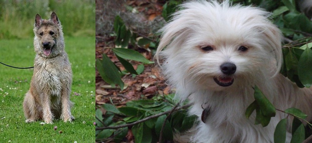 Malti-Pom vs Belgian Shepherd Dog (Laekenois) - Breed Comparison