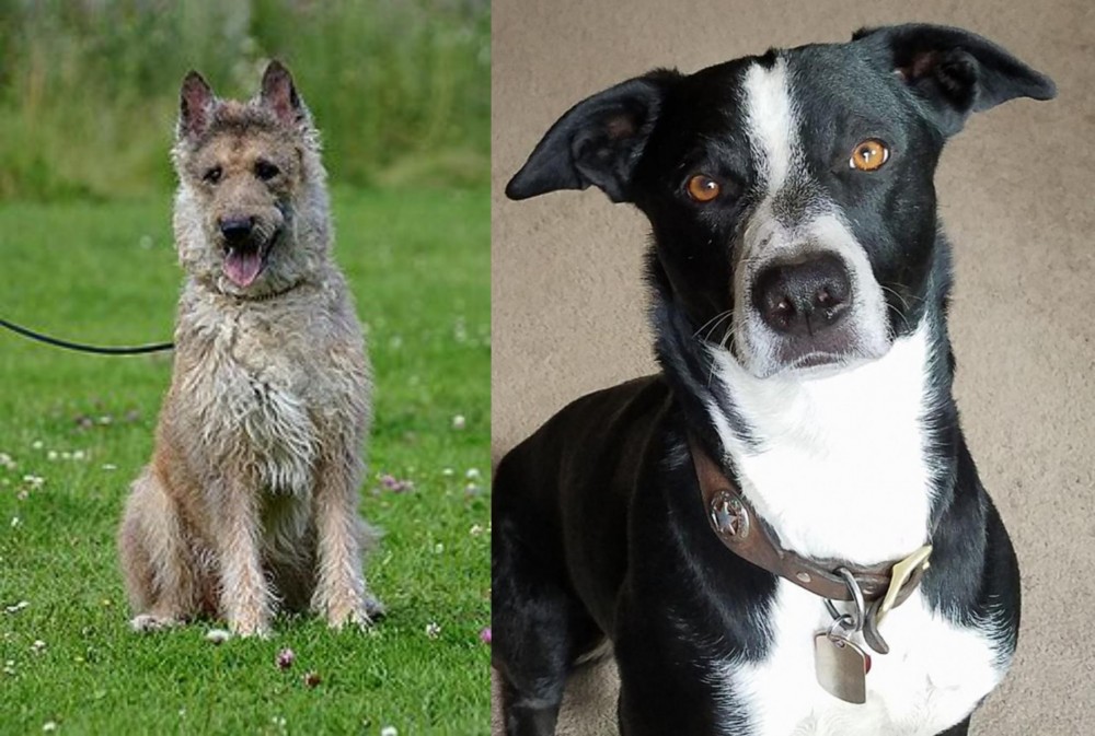 McNab vs Belgian Shepherd Dog (Laekenois) - Breed Comparison