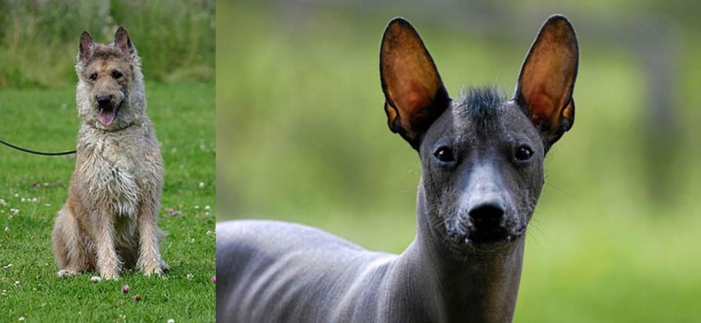 Mexican Hairless vs Belgian Shepherd Dog (Laekenois) - Breed Comparison