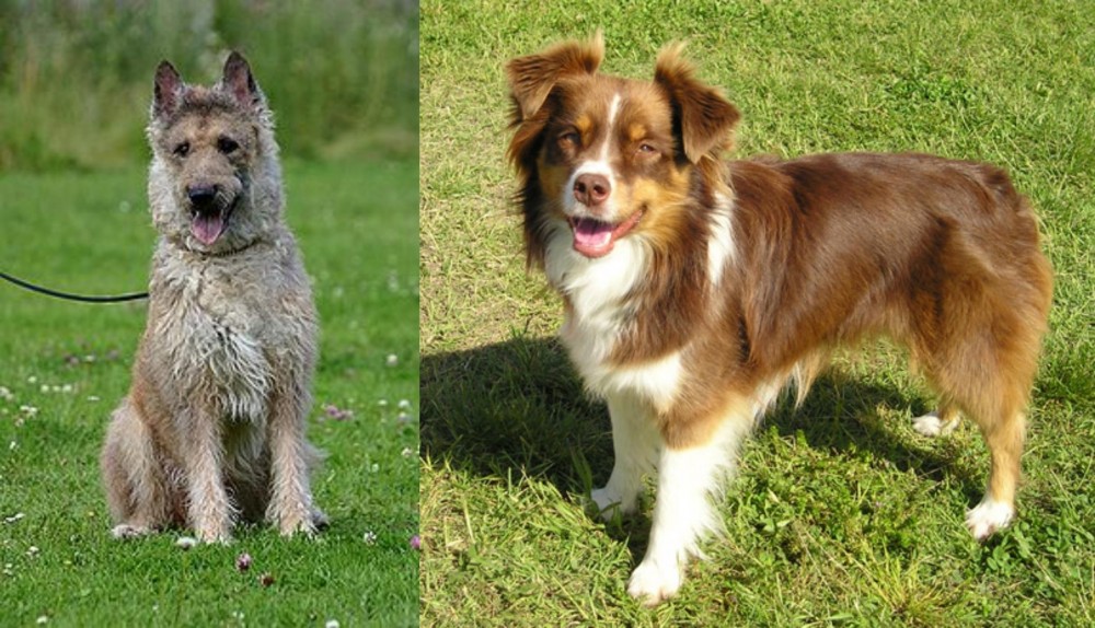 Miniature Australian Shepherd vs Belgian Shepherd Dog (Laekenois) - Breed Comparison