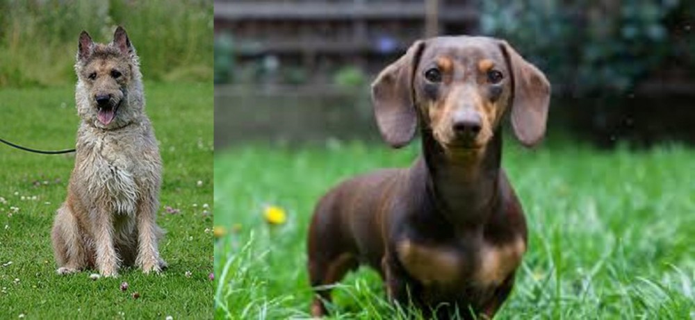 Miniature Dachshund vs Belgian Shepherd Dog (Laekenois) - Breed Comparison