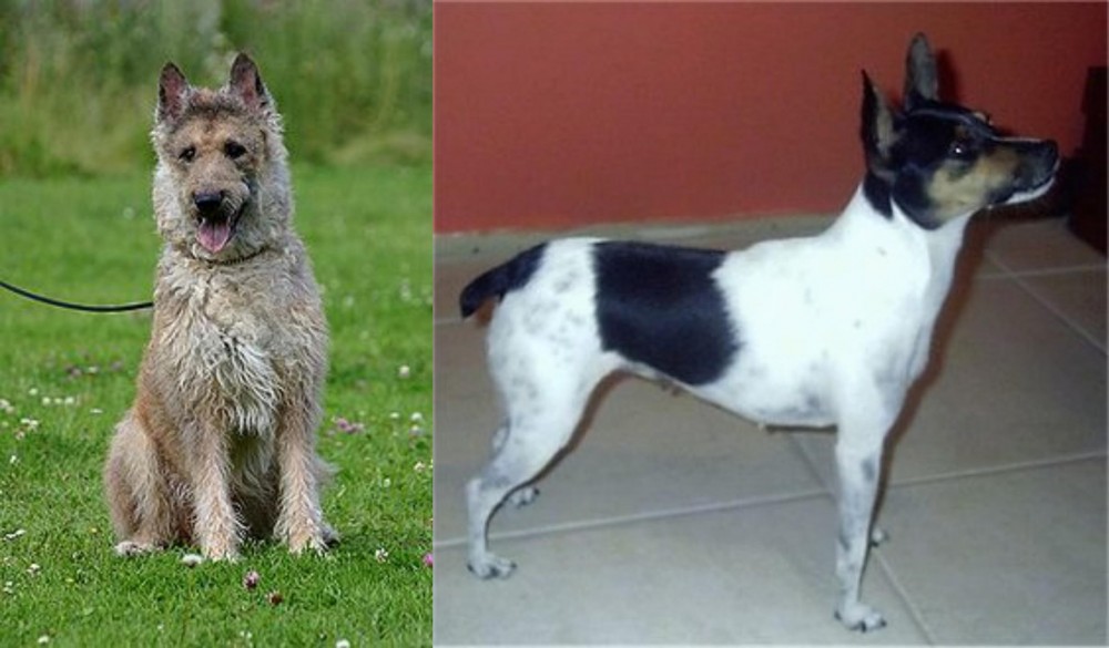 Miniature Fox Terrier vs Belgian Shepherd Dog (Laekenois) - Breed Comparison