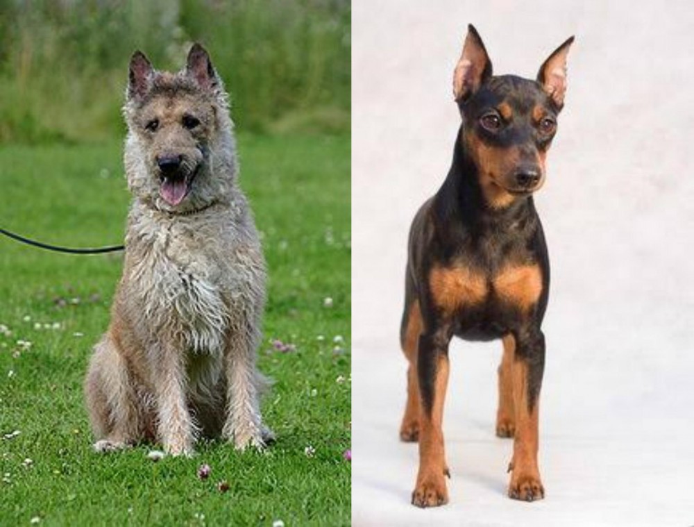 Miniature Pinscher vs Belgian Shepherd Dog (Laekenois) - Breed Comparison