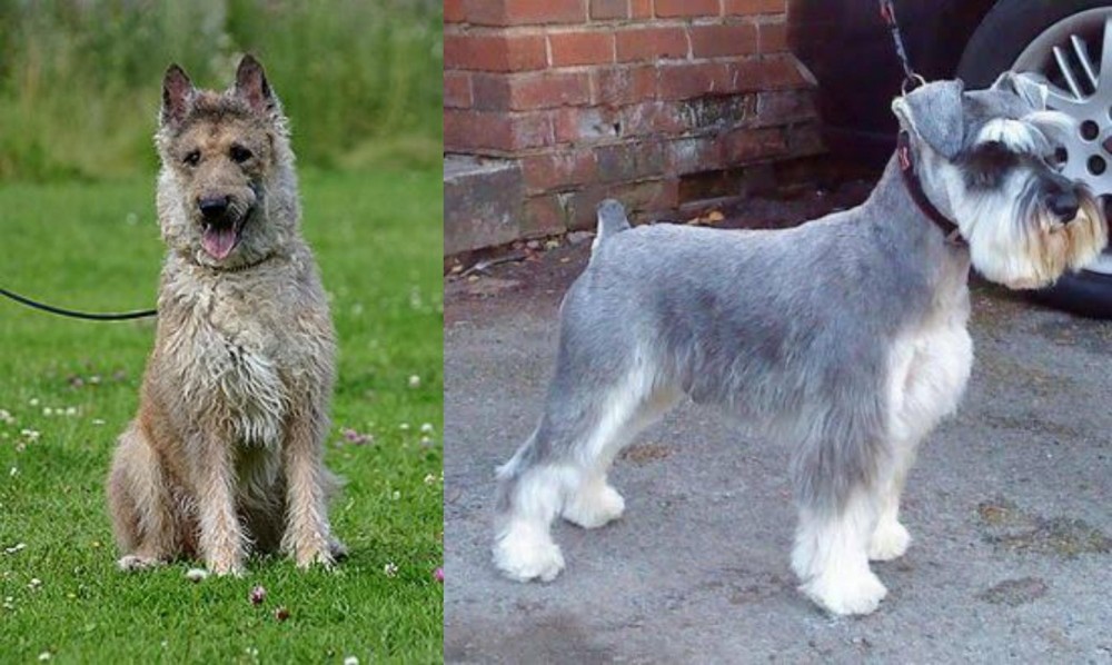 Miniature Schnauzer vs Belgian Shepherd Dog (Laekenois) - Breed Comparison