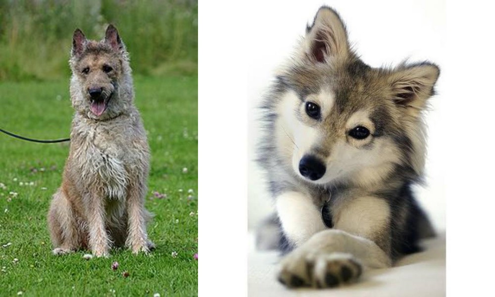 Miniature Siberian Husky vs Belgian Shepherd Dog (Laekenois) - Breed Comparison