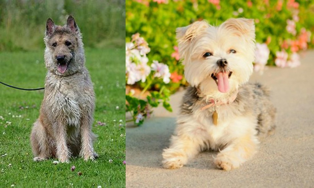 Morkie vs Belgian Shepherd Dog (Laekenois) - Breed Comparison