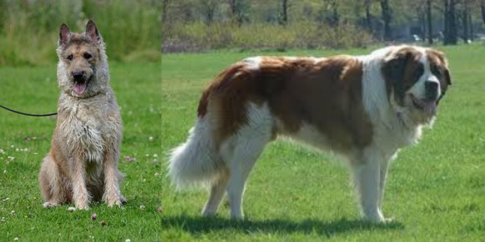 Moscow Watchdog vs Belgian Shepherd Dog (Laekenois) - Breed Comparison