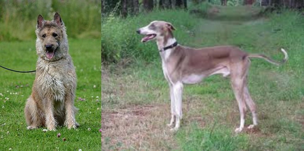 Mudhol Hound vs Belgian Shepherd Dog (Laekenois) - Breed Comparison
