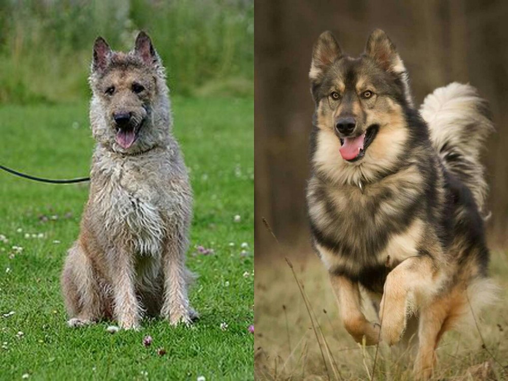 Native American Indian Dog vs Belgian Shepherd Dog (Laekenois) - Breed Comparison