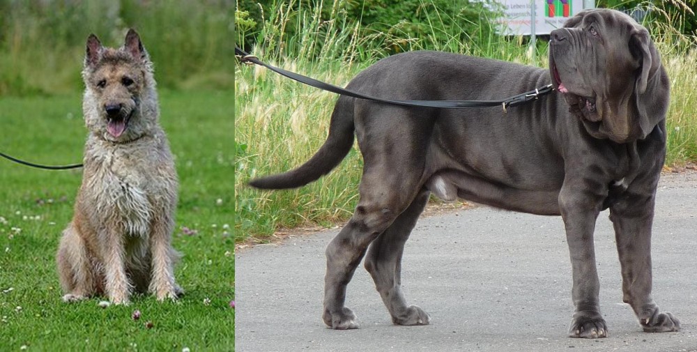 Neapolitan Mastiff vs Belgian Shepherd Dog (Laekenois) - Breed Comparison