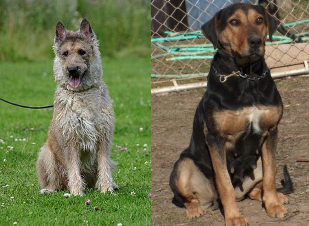 New Zealand Huntaway vs Belgian Shepherd Dog (Laekenois) - Breed Comparison