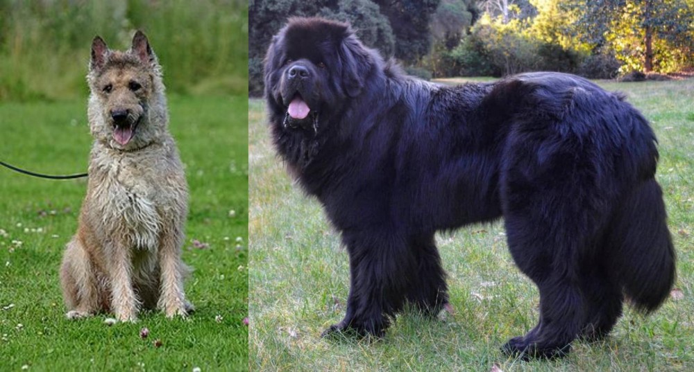 Newfoundland Dog vs Belgian Shepherd Dog (Laekenois) - Breed Comparison