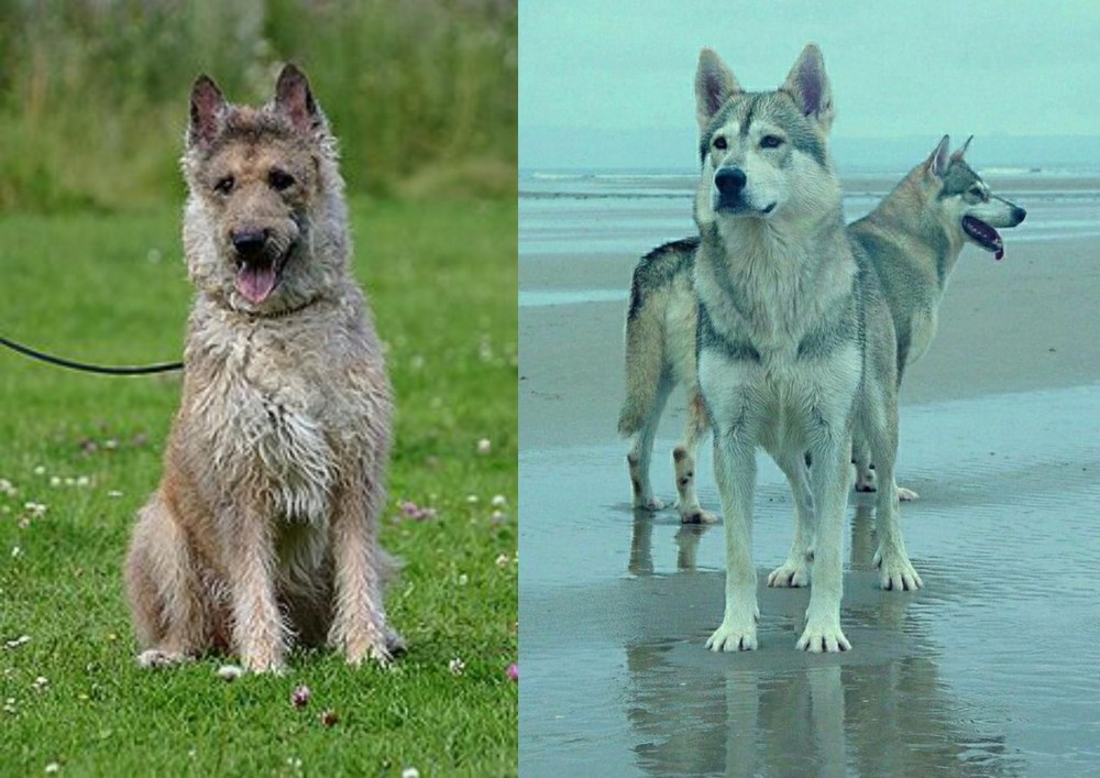 Northern Inuit Dog vs Belgian Shepherd Dog (Laekenois) - Breed Comparison