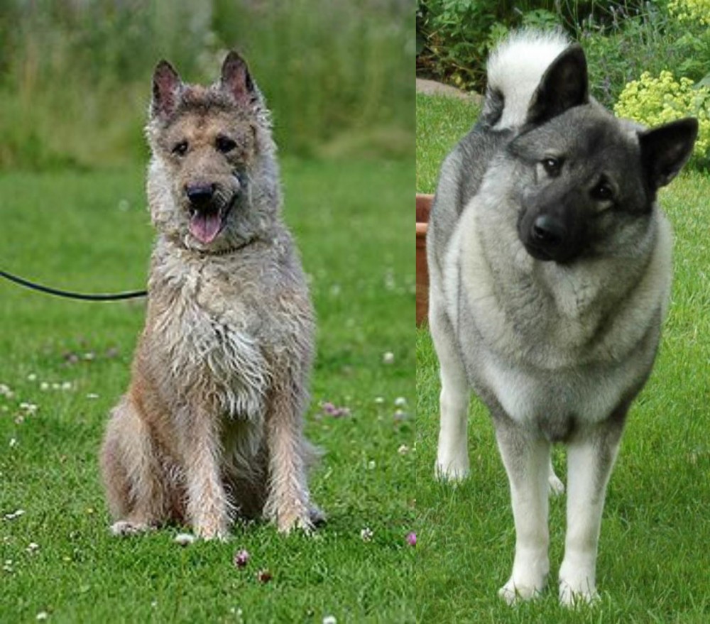 Norwegian Elkhound vs Belgian Shepherd Dog (Laekenois) - Breed Comparison