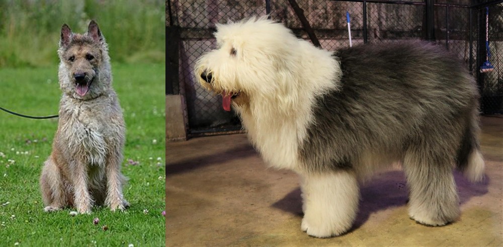 Old English Sheepdog vs Belgian Shepherd Dog (Laekenois) - Breed Comparison