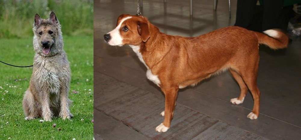 Osterreichischer Kurzhaariger Pinscher vs Belgian Shepherd Dog (Laekenois) - Breed Comparison