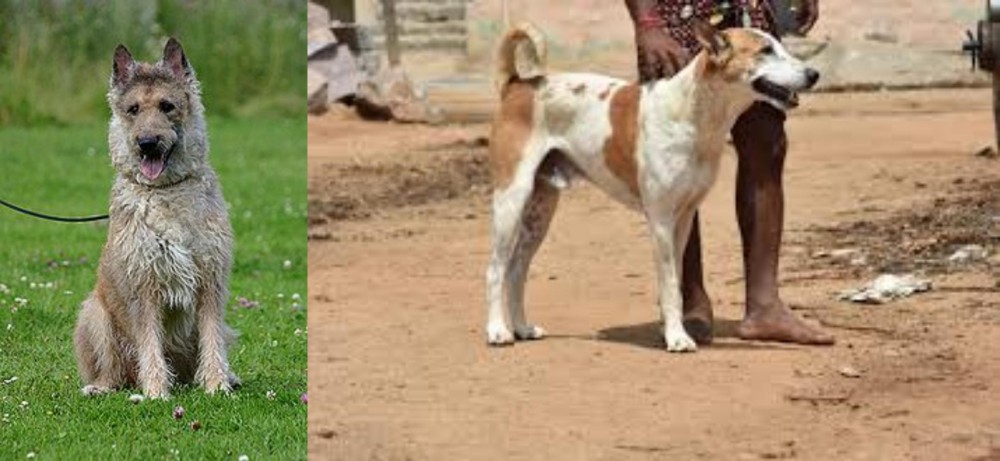 Pandikona vs Belgian Shepherd Dog (Laekenois) - Breed Comparison