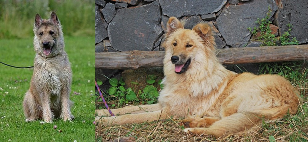 Pastor Garafiano vs Belgian Shepherd Dog (Laekenois) - Breed Comparison