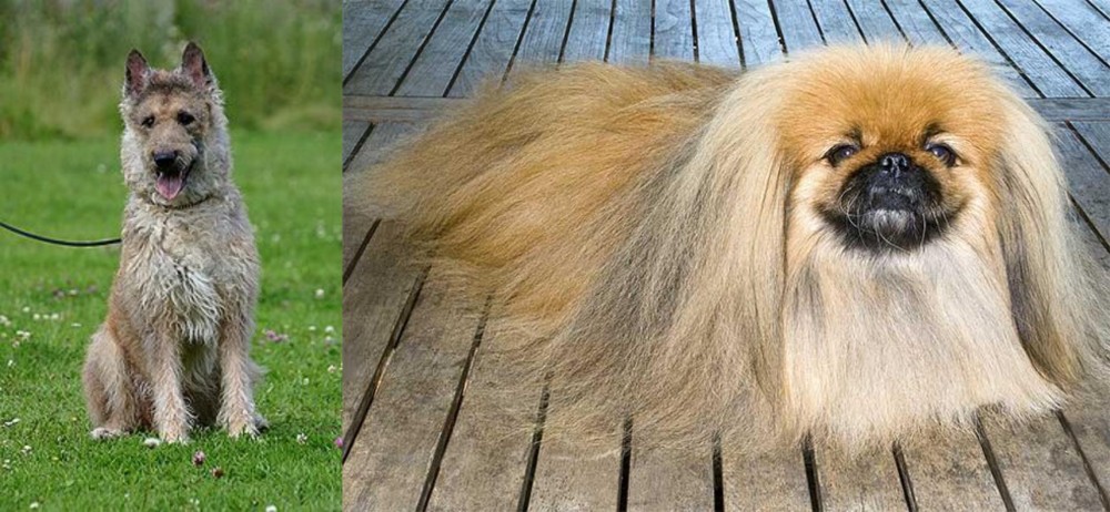 Pekingese vs Belgian Shepherd Dog (Laekenois) - Breed Comparison