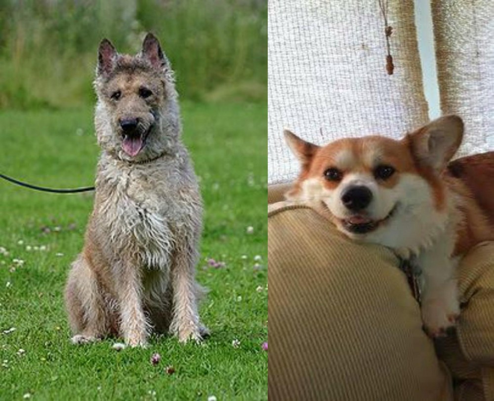 Pembroke Welsh Corgi vs Belgian Shepherd Dog (Laekenois) - Breed Comparison