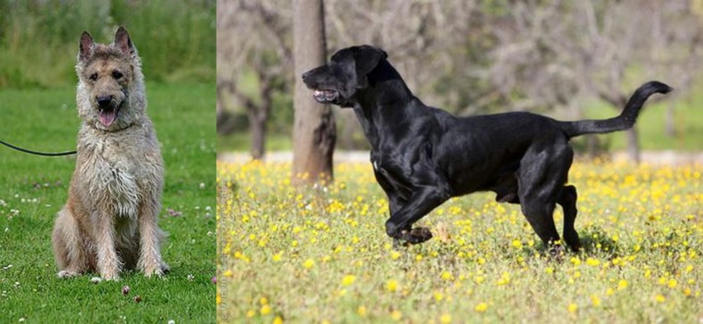 Perro de Pastor Mallorquin vs Belgian Shepherd Dog (Laekenois) - Breed Comparison