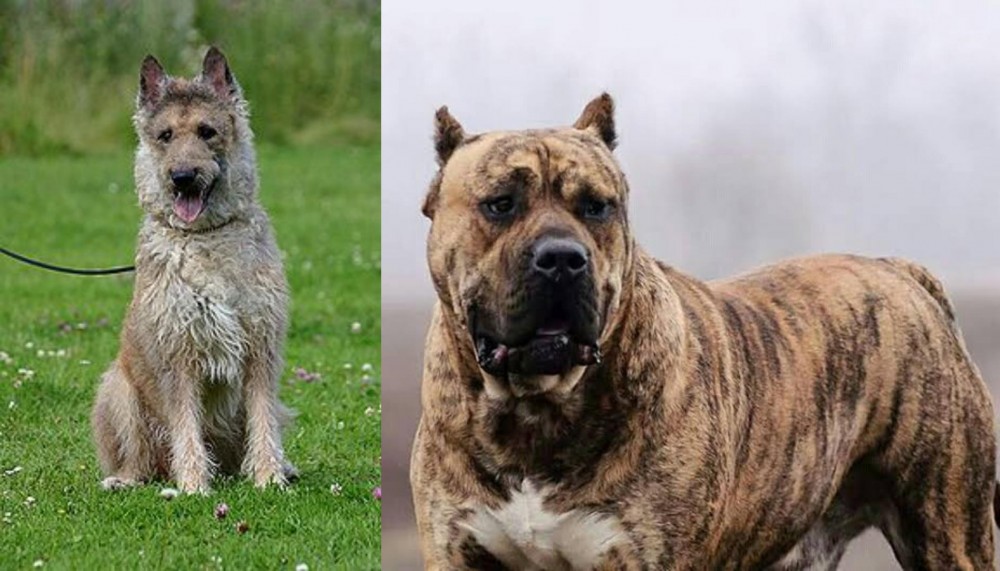 Perro de Presa Canario vs Belgian Shepherd Dog (Laekenois) - Breed Comparison