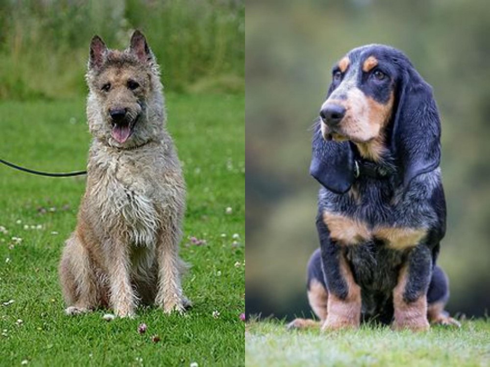 Petit Bleu de Gascogne vs Belgian Shepherd Dog (Laekenois) - Breed Comparison