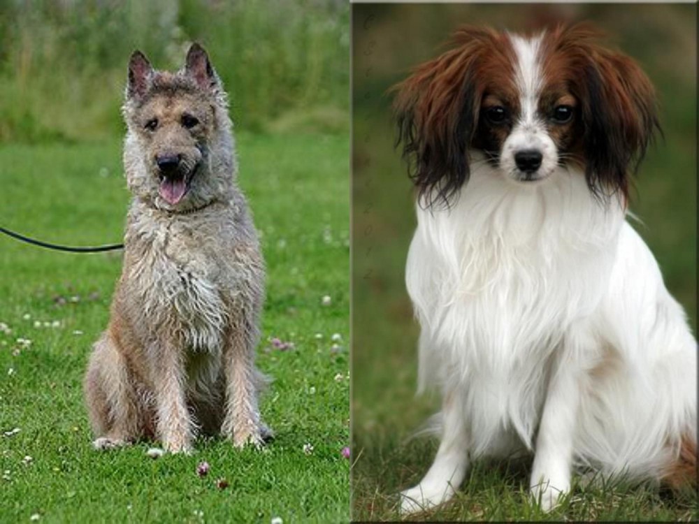Phalene vs Belgian Shepherd Dog (Laekenois) - Breed Comparison