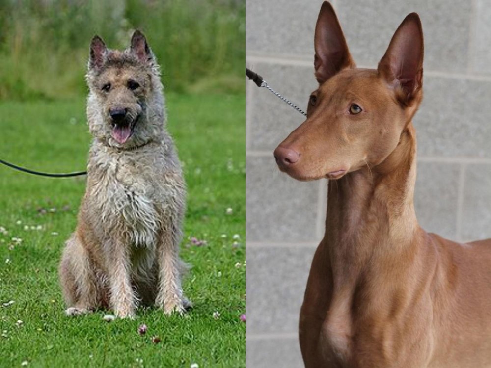 Pharaoh Hound vs Belgian Shepherd Dog (Laekenois) - Breed Comparison