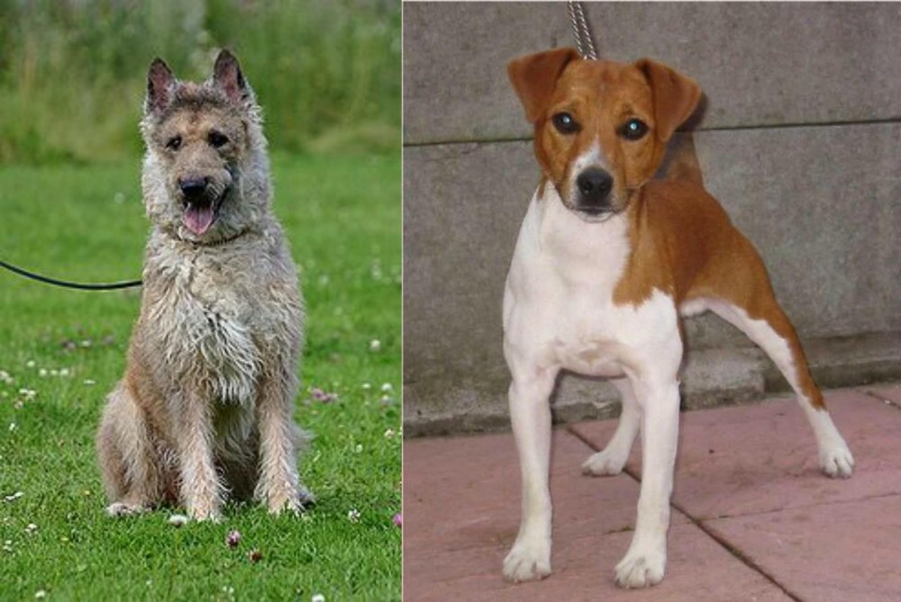 Plummer Terrier vs Belgian Shepherd Dog (Laekenois) - Breed Comparison