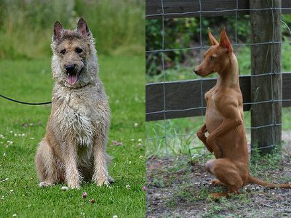 Podenco Andaluz vs Belgian Shepherd Dog (Laekenois) - Breed Comparison