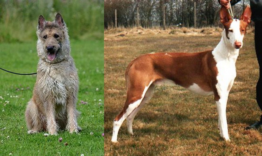 Podenco Canario vs Belgian Shepherd Dog (Laekenois) - Breed Comparison