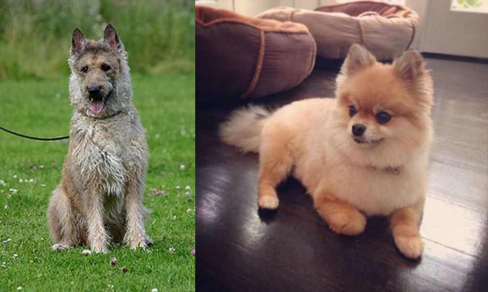Pomeranian vs Belgian Shepherd Dog (Laekenois) - Breed Comparison