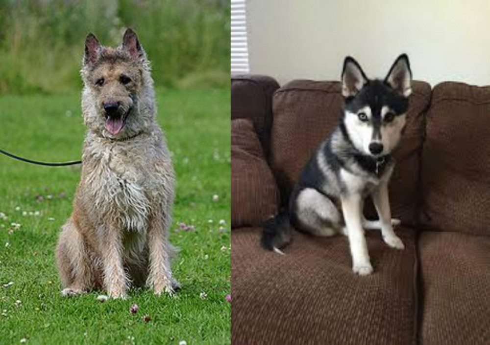 Pomsky vs Belgian Shepherd Dog (Laekenois) - Breed Comparison