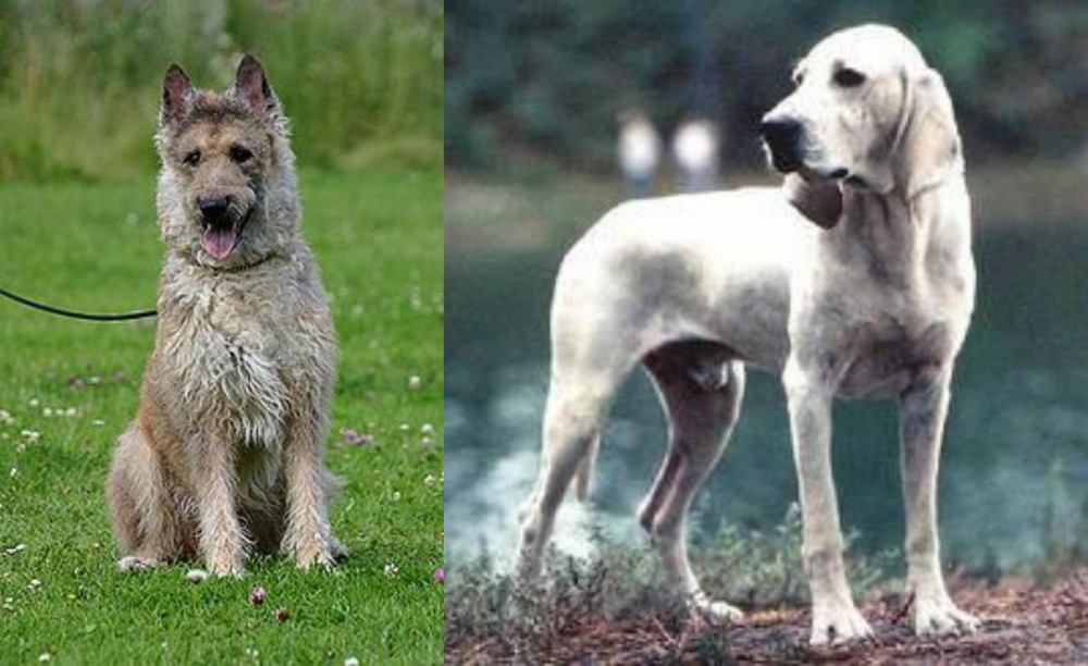 Porcelaine vs Belgian Shepherd Dog (Laekenois) - Breed Comparison